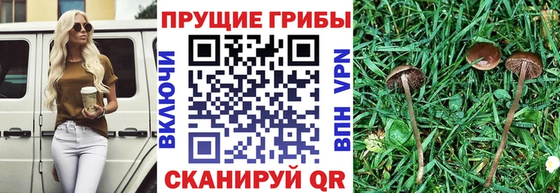 OMG ТОР  цена   Краснотурьинск  дарк нет телеграм  Галлюциногенные грибы мицелий 